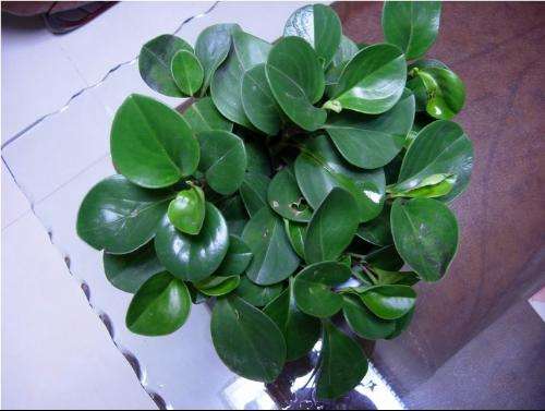 豆瓣绿叶子发黄怎么办 这样做帮你解决豆瓣绿叶黄问题