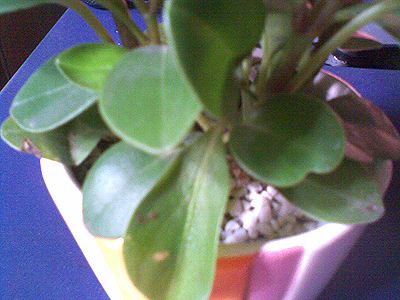 豆瓣绿叶子发黄怎么办 这样做帮你解决豆瓣绿叶黄问题