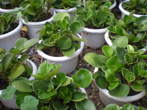 豆瓣绿叶子发黄怎么办 这样做帮你解决豆瓣绿叶黄问题