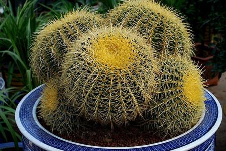 金琥仙人球不能随便养吗 金琥摆放风水技巧与禁忌看这里