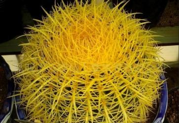 金琥仙人球不能随便养吗 金琥摆放风水技巧与禁忌看这里