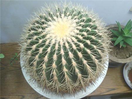 金琥仙人球不能随便养吗 金琥摆放风水技巧与禁忌看这里