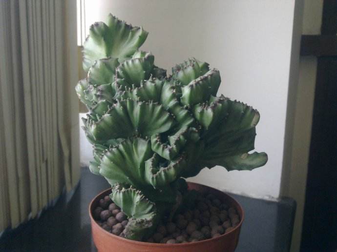 麒麟掌的风水作用好不好 麒麟掌的摆放位置禁忌了解一下