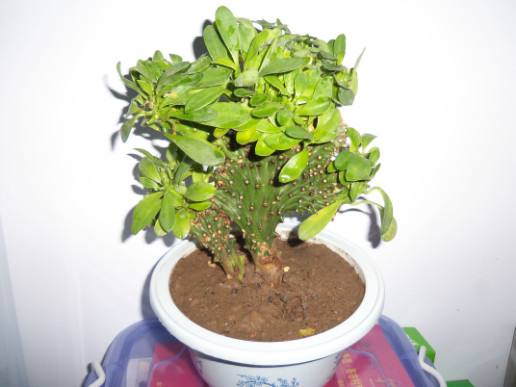 麒麟掌的风水作用好不好 麒麟掌的摆放位置禁忌了解一下