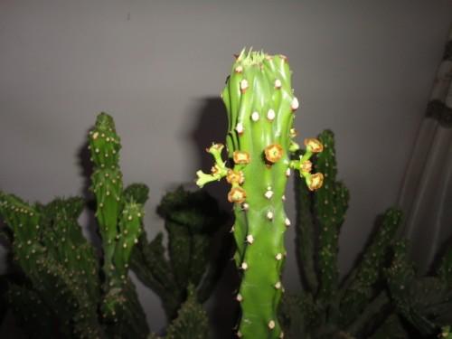 麒麟掌会开花吗什么时候开花 麒麟掌开花后这样养护一定错不了