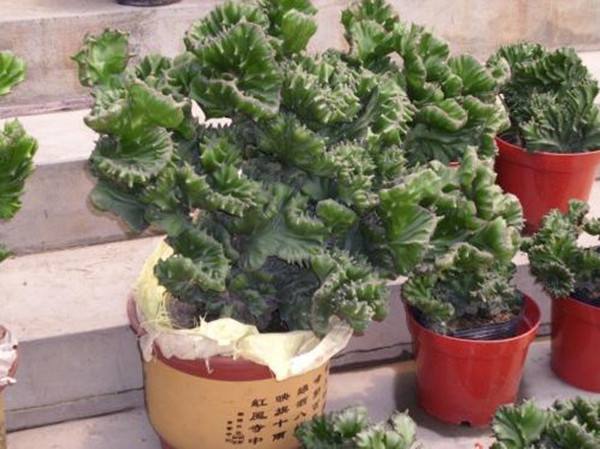 麒麟掌会开花吗什么时候开花 麒麟掌开花后这样养护一定错不了