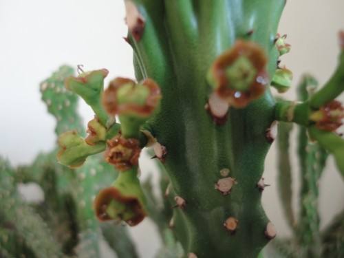 麒麟掌会开花吗什么时候开花 麒麟掌开花后这样养护一定错不了