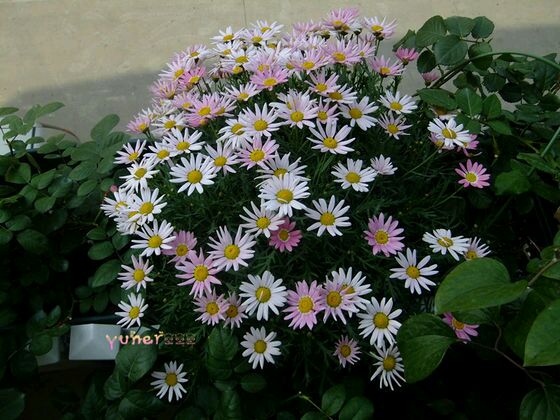 玛格丽特的花语是什么 关于玛格丽特花的传说你听过吗