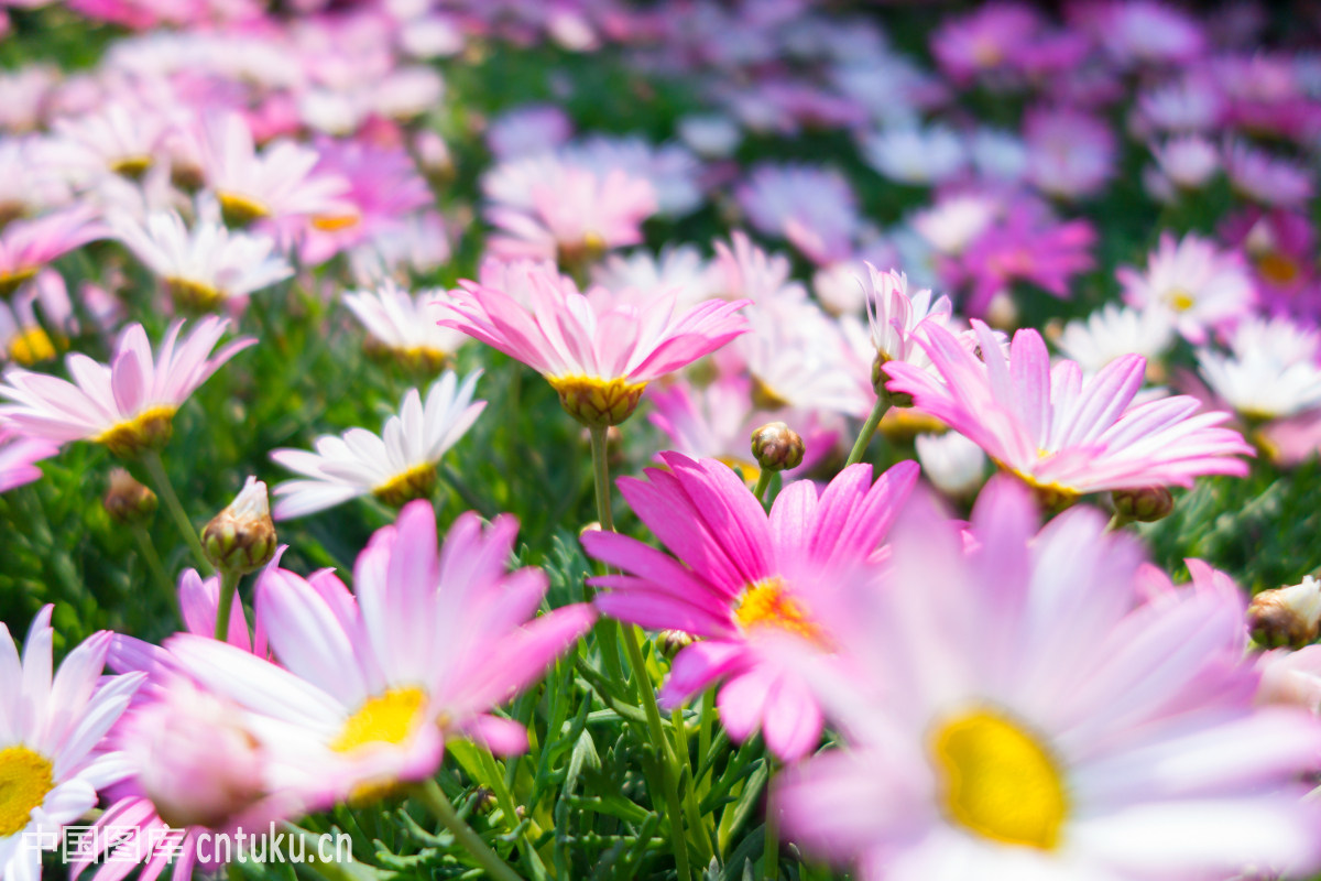玛格丽特的花语是什么 关于玛格丽特花的传说你听过吗