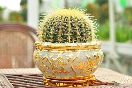 金琥球如何养护 金琥球的四季养护要点你真的全了解吗