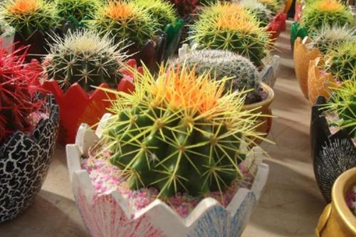 金琥球如何养护 金琥球的四季养护要点你真的全了解吗