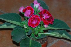 ����ͩ�ķ�ֳ����ͼƬ ����ͩ�������ַ�ֳ������������Ŷ