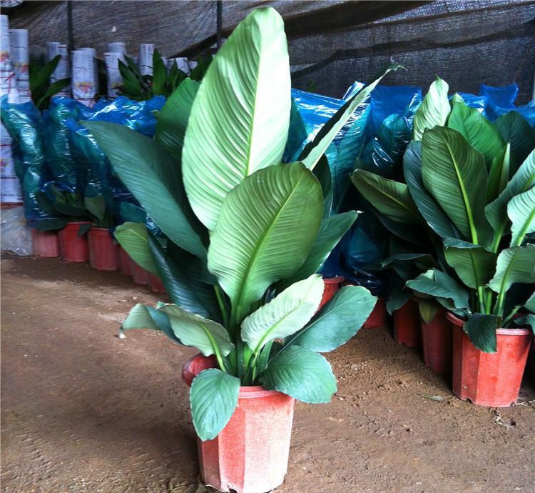 �̾���ֲ��Ҷ�Ӵ�����ô�� ��������ܽ���̾���Ҷ���´�����