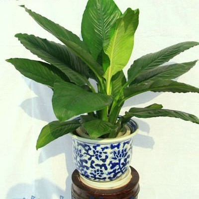 �̾���ֲ��Ҷ�Ӵ�����ô�� ��������ܽ���̾���Ҷ���´�����