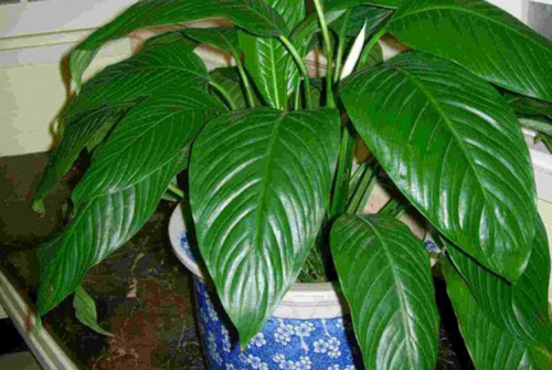 �̾���ֲ��Ҷ�Ӵ�����ô�� ��������ܽ���̾���Ҷ���´�����