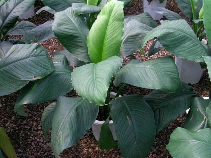 �̾���ֲ��Ҷ�Ӵ�����ô�� ��������ܽ���̾���Ҷ���´�����