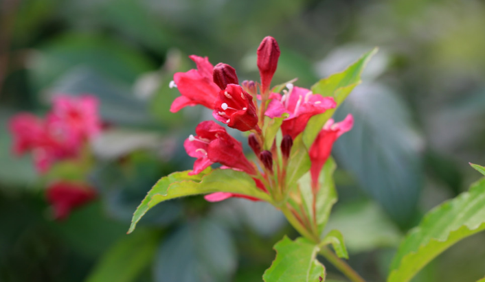 锦带花什么时候开花 锦带花这样养可以多开花哦