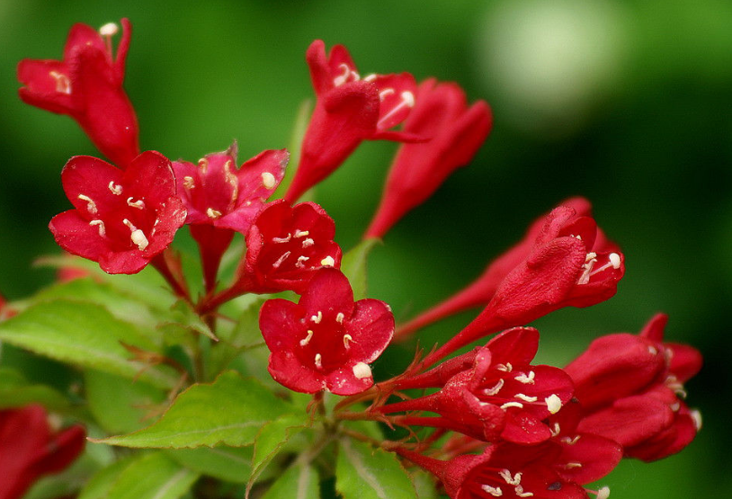 锦带花什么时候开花 锦带花这样养可以多开花哦