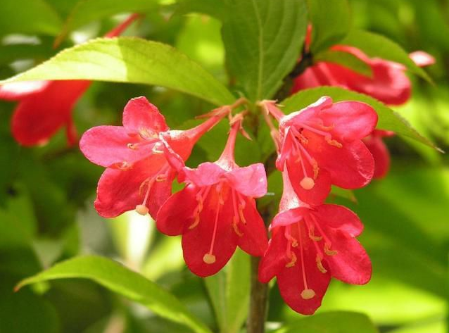 锦带花什么时候开花 锦带花这样养可以多开花哦