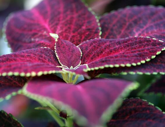 ��Ҷ��������ô�� ��Ҷ�ݿ���ͨ����Щ��ֳ������ֲŶ