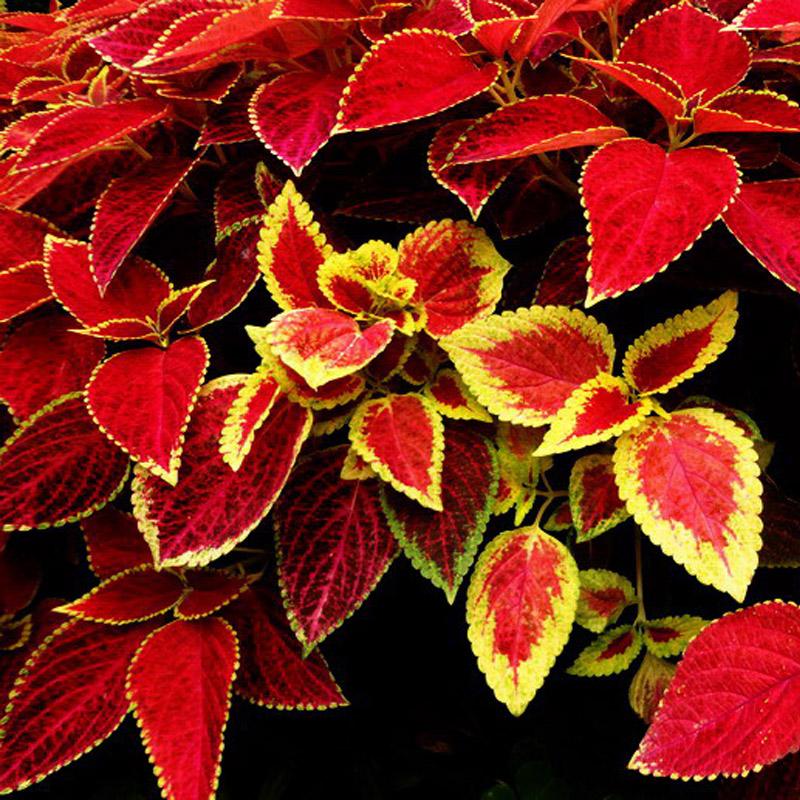 ��Ҷ��������ô�� ��Ҷ�ݿ���ͨ����Щ��ֳ������ֲŶ