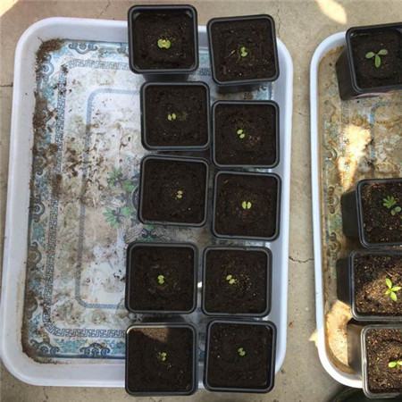 ��Ҷ��������ô�� ��Ҷ�ݿ���ͨ����Щ��ֳ������ֲŶ