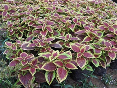 ��Ҷ��������ô�� ��Ҷ�ݿ���ͨ����Щ��ֳ������ֲŶ