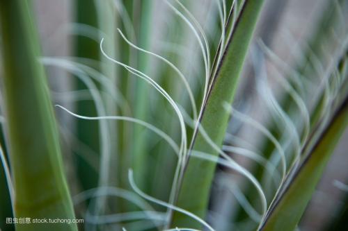 ˿���ķ�ֳ��������Щ ��������˿����ֳ���