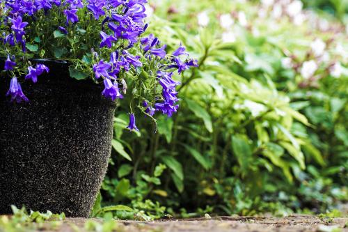 风铃草叶子发黄怎么办 这样做快速解决风铃草叶黄问题