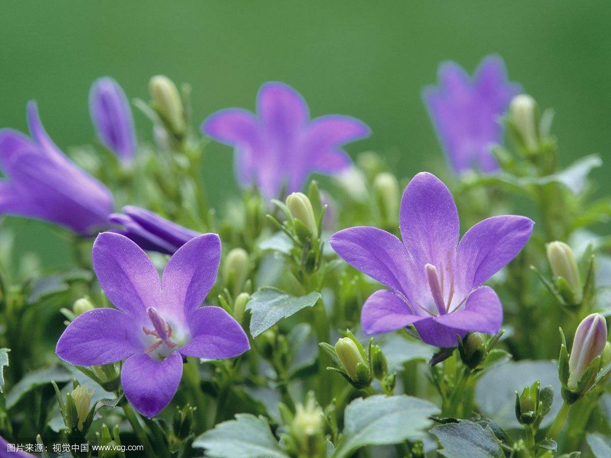 风铃草叶子发黄怎么办 这样做快速解决风铃草叶黄问题