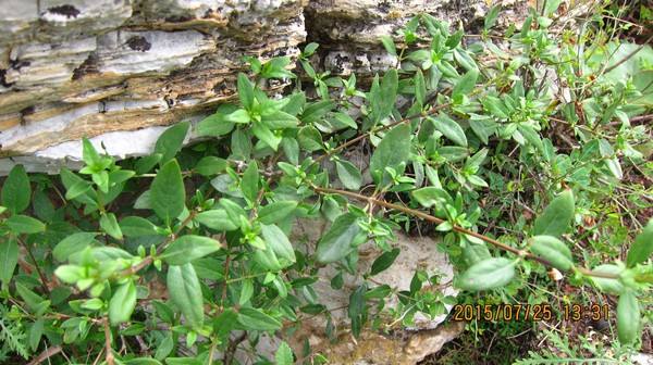 风铃草叶子发黄怎么办 这样做快速解决风铃草叶黄问题