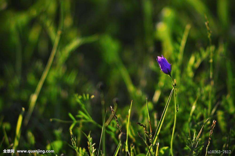 风铃草叶子发黄怎么办 这样做快速解决风铃草叶黄问题