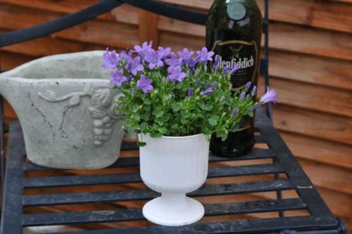 风铃草叶子发黄怎么办 这样做快速解决风铃草叶黄问题