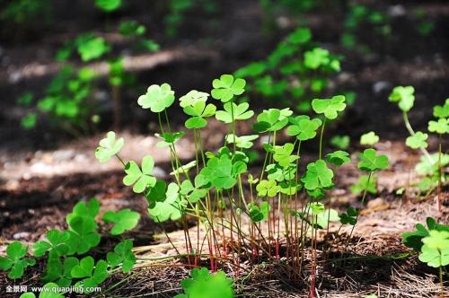 三叶草的花语是什么 没想到三叶草的背后还有这样的寓意啊