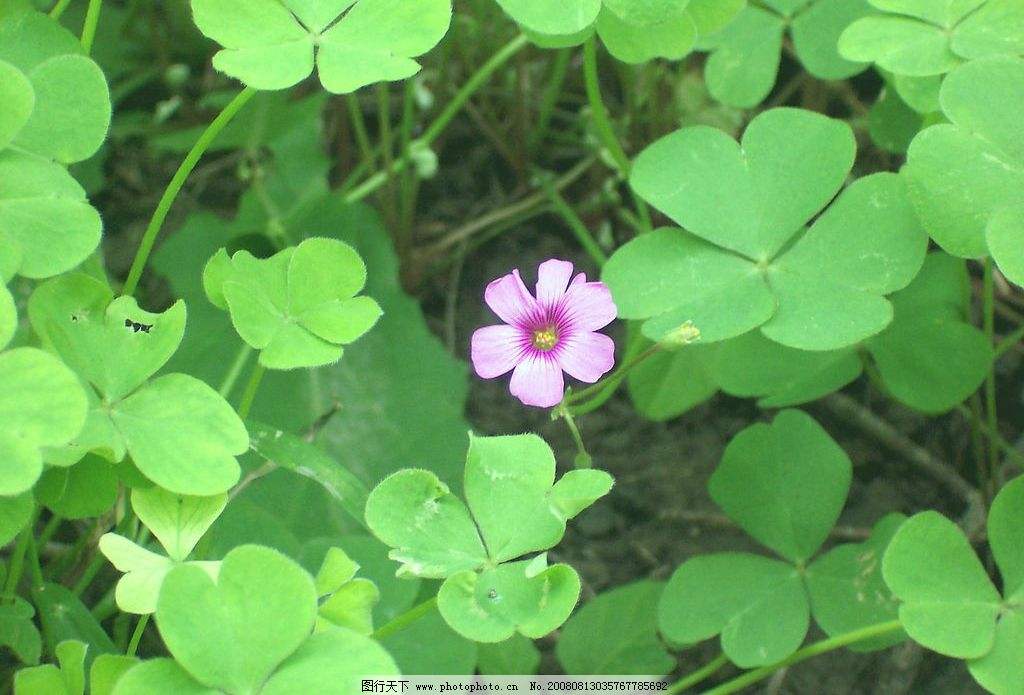 三叶草的花语是什么 没想到三叶草的背后还有这样的寓意啊