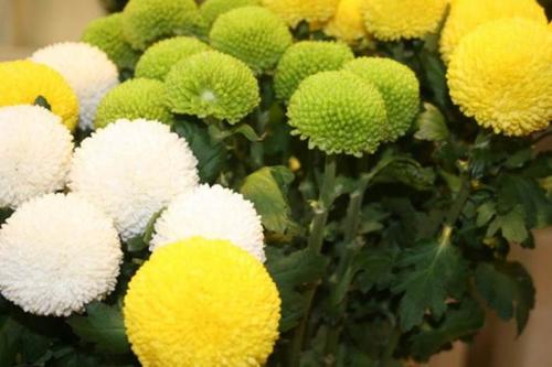 乒乓菊有毒吗可以泡茶吗 乒乓菊的功效和作用可真不少