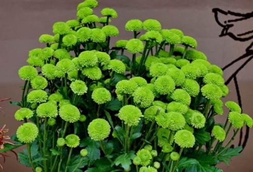 乒乓菊有毒吗可以泡茶吗 乒乓菊的功效和作用可真不少