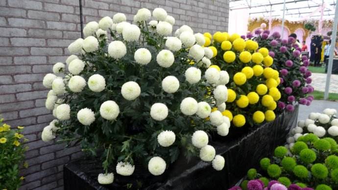 乒乓菊有毒吗可以泡茶吗 乒乓菊的功效和作用可真不少