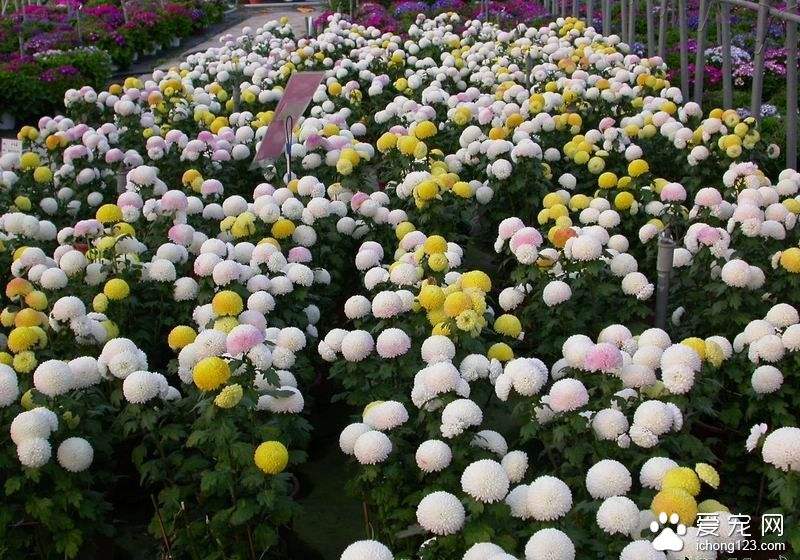 乒乓菊有毒吗可以泡茶吗 乒乓菊的功效和作用可真不少