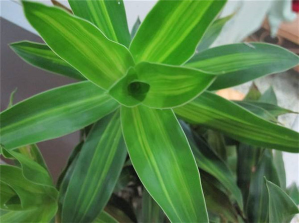 百合竹如何繁殖 百合竹的两种繁殖方法都在这里哦