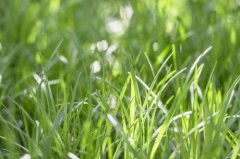 麦冬草的药用功效有哪些 麦冬草竟然有这么大的药用功效