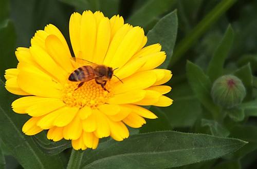 金盏花有什么功效和作用?没想到金盏花有这么多好处呀