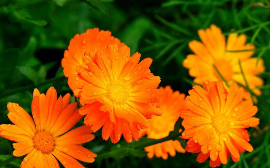 金盏花有什么功效和作用?没想到金盏花有这么多好处呀