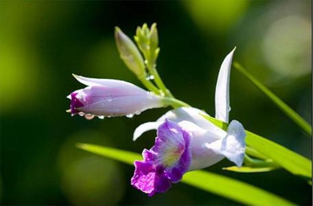 竹叶兰的功效与作用有哪些 家养竹叶兰的好处可真不少