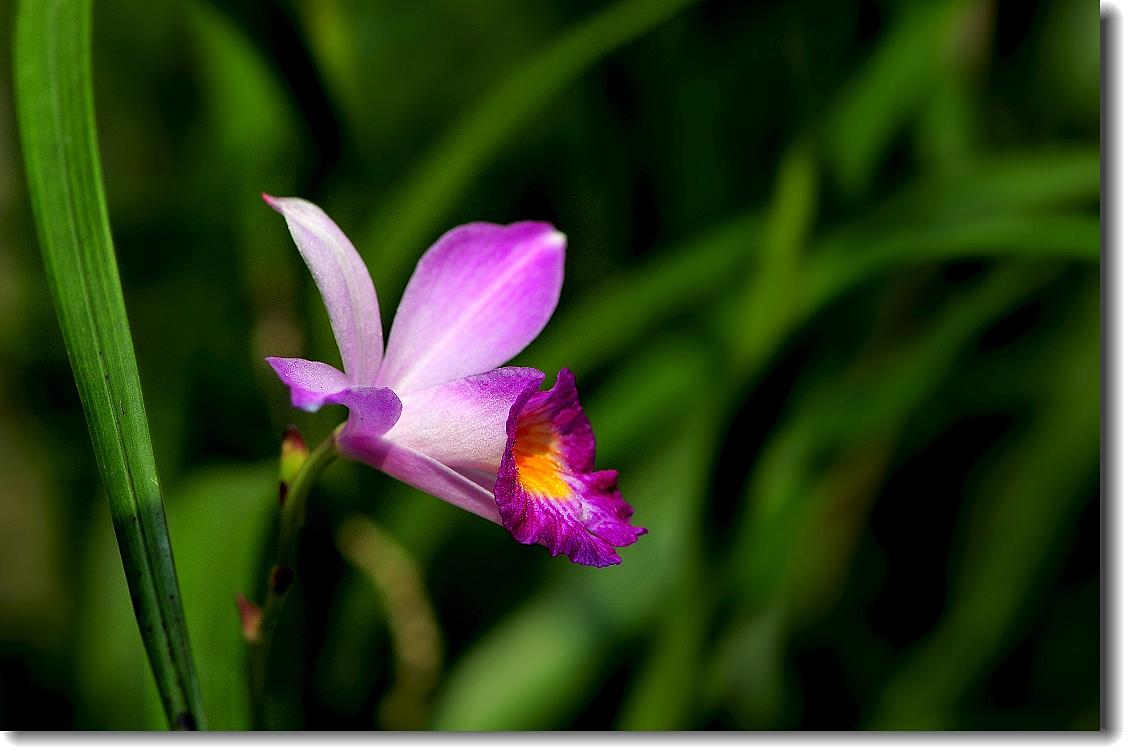 竹叶兰的功效与作用有哪些 家养竹叶兰的好处可真不少