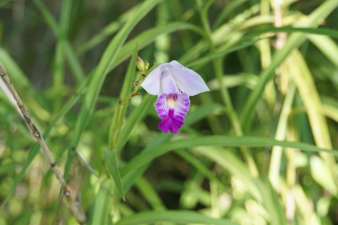 竹叶兰的功效与作用有哪些 家养竹叶兰的好处可真不少
