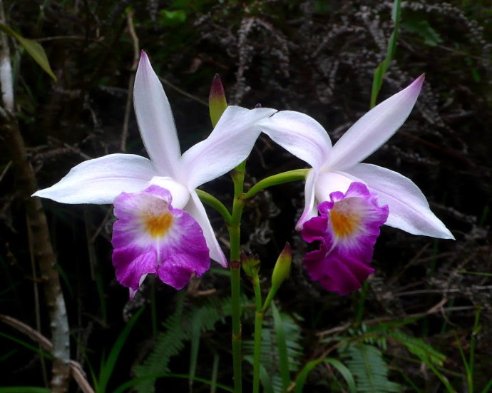 竹叶兰的功效与作用有哪些 家养竹叶兰的好处可真不少