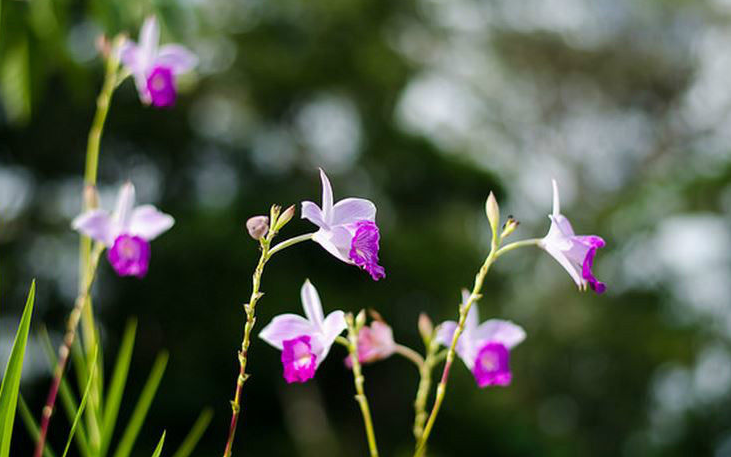 竹叶兰的功效与作用有哪些 家养竹叶兰的好处可真不少