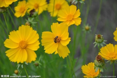 �𼦾յĹ�Ч����������Щ �󻨽𼦾յ���Ҫ��ֵ����������