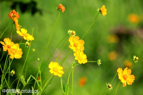 �𼦾յĹ�Ч����������Щ �󻨽𼦾յ���Ҫ��ֵ����������